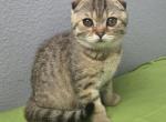 Leo - Scottish Fold Kitten For Sale - FL&comma; US