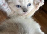 Luna - Ragdoll Kitten For Sale - 
