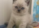 Milo - British Shorthair Kitten For Sale - Brooklyn&comma; NY&comma; US