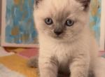 Milo - British Shorthair Kitten For Sale - Brooklyn&comma; NY&comma; US