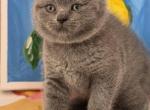 Bella - British Shorthair Kitten For Sale - 