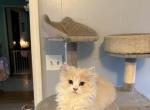 Cream white - Persian Kitten For Sale - Conyers&comma; GA&comma; US