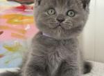 Lucy - British Shorthair Kitten For Sale - Brooklyn&comma; NY&comma; US