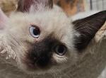 Verona - Highlander Kitten For Sale - NY&comma; US