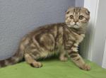 Marta - Scottish Fold Kitten For Sale - FL&comma; US