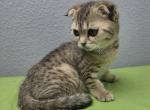 Mia - Scottish Fold Kitten For Sale - FL&comma; US