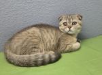 Luna - Scottish Fold Kitten For Sale - FL&comma; US