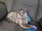 Nova - Scottish Straight Kitten For Sale - New York&comma; NY&comma; US