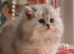 Taffy - Minuet Kitten For Sale