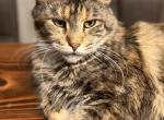 Chanel - Maine Coon Cat For Sale - Wilmington&comma; DE&comma; US