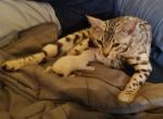 Artemis's Mink Snow boy - Bengal Kitten For Sale - Buellton&comma; CA&comma; US