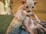 Summer tinkerbelle litter - Sphynx Kitten For Sale - Nashua&comma; NH&comma; US