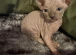 Summer tinkerbelle litter - Sphynx Kitten For Sale - Nashua&comma; NH&comma; US