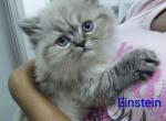 Marvelous Kitties - Ragdoll Kitten For Sale - Redford Twp&comma; MI&comma; US