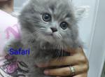 Marvelous Kitties - Ragdoll Kitten For Sale - Redford Twp&comma; MI&comma; US