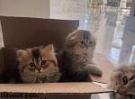 Leni - Scottish Fold Kitten For Sale - Dove Canyon&comma; CA&comma; US