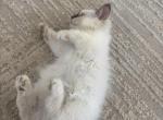 Birman Rafael AVAILABLE - Birman Kitten For Sale - Mount Vernon&comma; WA&comma; US