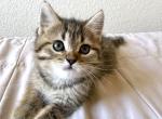 Simba - Scottish Straight Kitten For Sale - Rocklin&comma; CA&comma; US