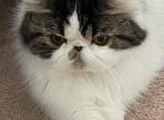 CFA Champion Be my Valentine - Persian Cat For Sale - 