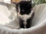 Fluffy Tuxedo Kittens one double pawed - Polydactyl Kitten For Sale - Agawam&comma; MA&comma; US