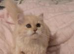 Red silver  bi color female - Minuet Kitten For Sale - Waldorf&comma; MD&comma; US