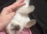Texas Siamese Babies - Siamese Kitten For Adoption - 