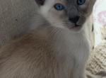 Oriental Siamese Lilac Point - Oriental Kitten For Sale - Hinckley&comma; OH&comma; US