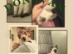 Skylar's Siamese Babies - Siamese Kitten For Adoption - 