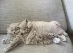 British Shorthair - British Shorthair Kitten For Sale - Edgewood&comma; WA&comma; US