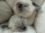 Siamese Seal and lilac point - Siamese Kitten For Sale - 
