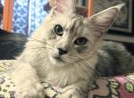 Roxette - Maine Coon Kitten For Sale - 