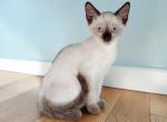 Tippy - Siamese Kitten For Sale - Walterboro&comma; SC&comma; US