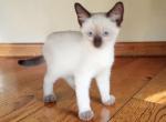 Siam - Siamese Kitten For Sale - Walterboro&comma; SC&comma; US