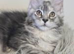Sandra Polydactyl - Maine Coon Kitten For Sale - 