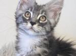 Shakira - Maine Coon Kitten For Sale - 
