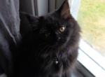 Last One Maine Coon Dollface Persian Hybrids - Maine Coon Kitten For Sale - Mount Penn&comma; PA&comma; US