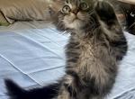 LapCats Maine Coon Kittems - Maine Coon Kitten For Sale - Auburn&comma; KS&comma; US