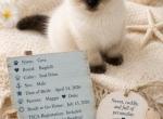 COVE Seal Point - Ragdoll Kitten For Sale - 