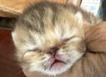 Exotic Chocolate tabby girl - Exotic Kitten For Sale - Palm Coast&comma; FL&comma; US