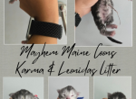 Karma x Leo Litter - Maine Coon Kitten For Sale - Gainesville&comma; GA&comma; US