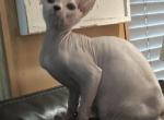White blue eye male - Sphynx Kitten For Sale - Martinez&comma; GA&comma; US