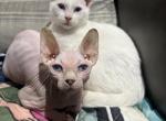 Coated odd eye - Sphynx Kitten For Sale - 