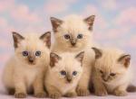TICA Registered Ragdoll Kittens - Ragdoll Kitten For Sale - PA&comma; US