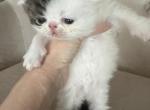 Pradas 1st - Persian Kitten For Sale - Oklahoma City&comma; OK&comma; US