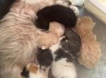 RagdollCherubim - Ragdoll Kitten For Sale - 