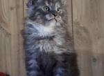 Lilacs litter - Maine Coon Kitten For Sale - Thet Ctr&comma; VT&comma; US
