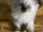 Cody - Himalayan Kitten For Sale - Rockford&comma; IL&comma; US