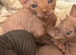 Sake's Litter 2 - Sphynx Kitten For Sale - Aurora&comma; CO&comma; US