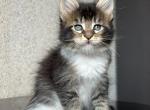 Sirius Stormvalley - Maine Coon Kitten For Sale - Hollywood&comma; FL&comma; US