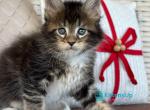 Severin - Maine Coon Kitten For Sale - Hollywood&comma; FL&comma; US
